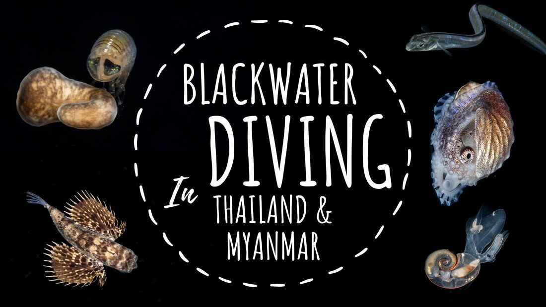 Black Water diving in the Andaman Sea of Thailand