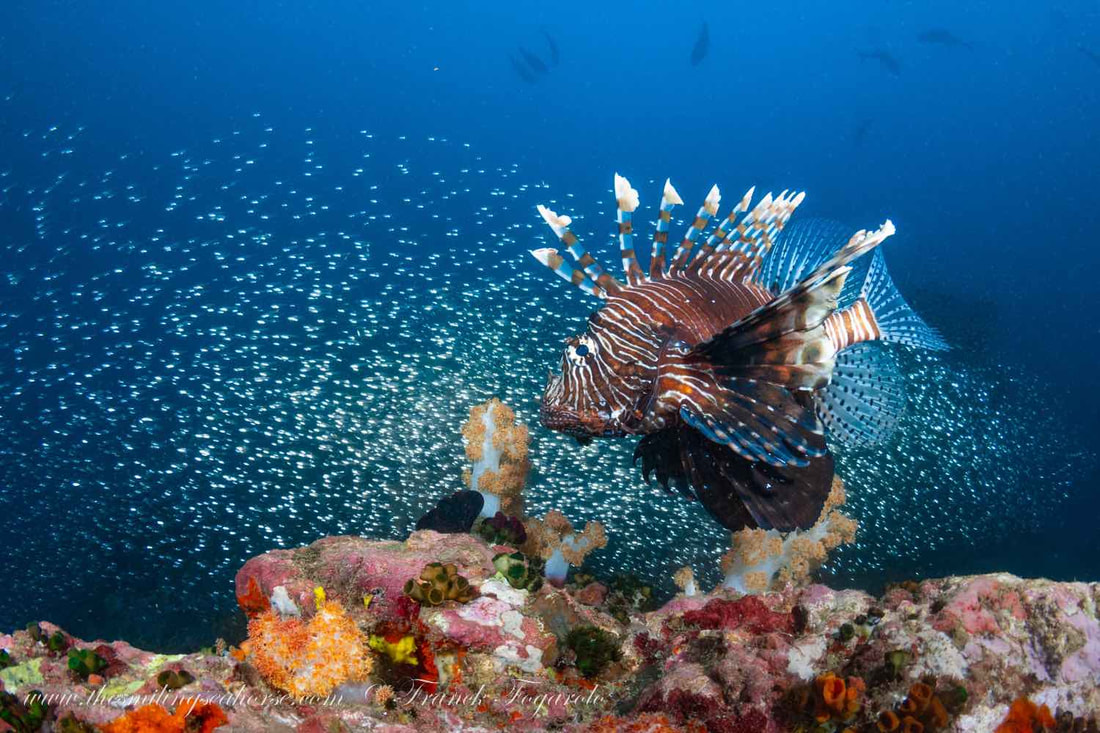 lionfish hovering over the coral reef