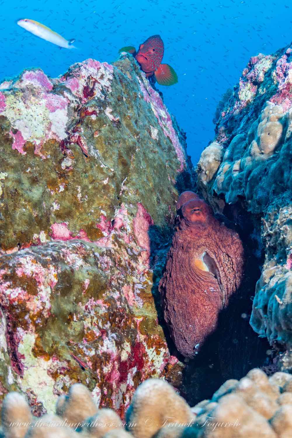 Octopus Richelieu Rock