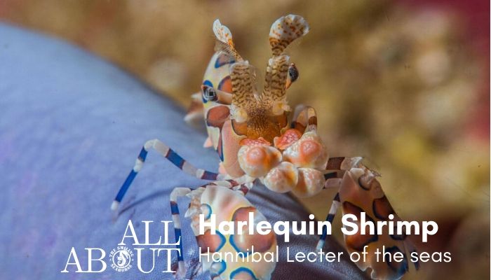 all about harlequin shrimps