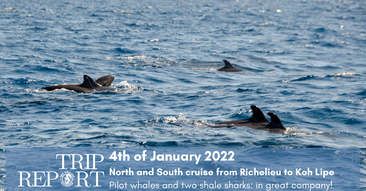 North and South Andaman Liveaboard : January 4th 2022