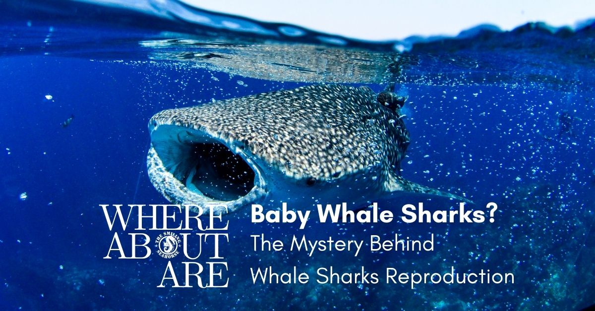 Where about are baby Whale sharks?