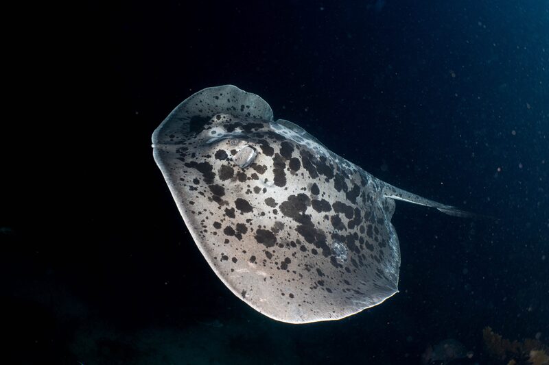 Blotched marble ray