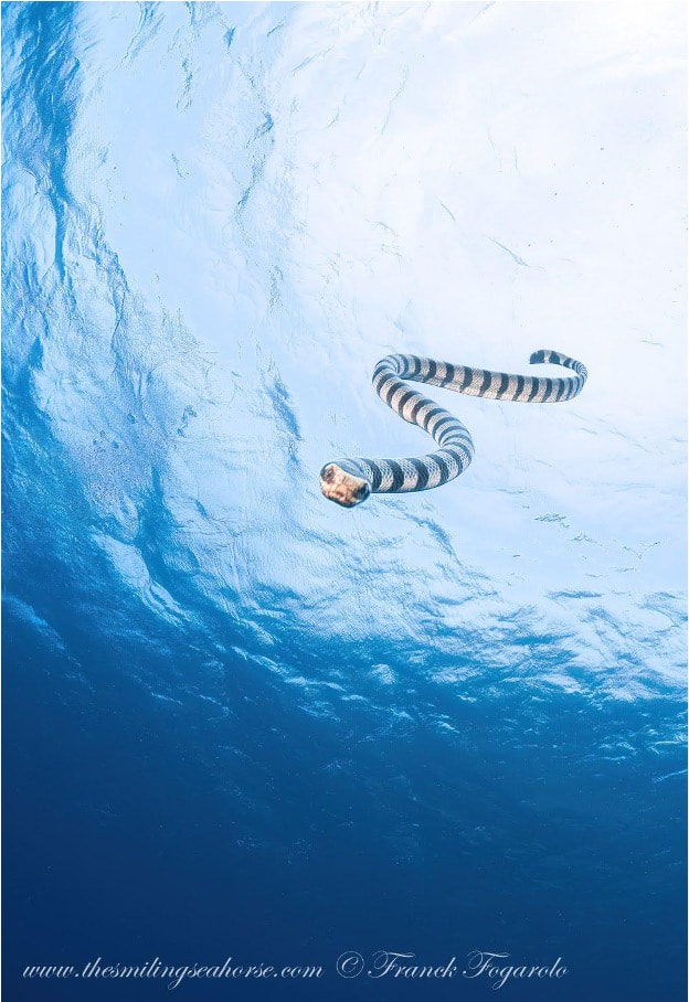 Sea snake in thailand