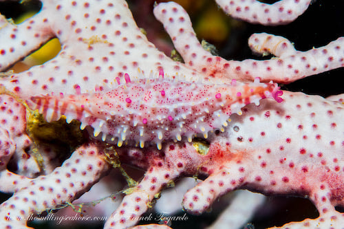 pink ovulid thailand