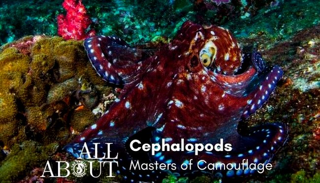 Cephalopods have an invisibility super power