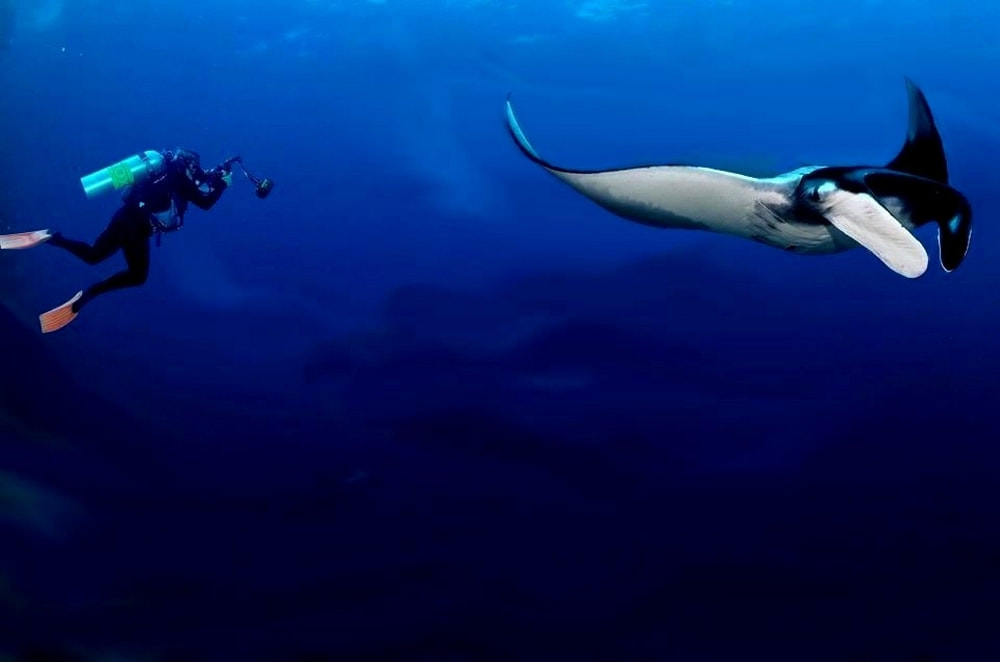 Giant Manta ray