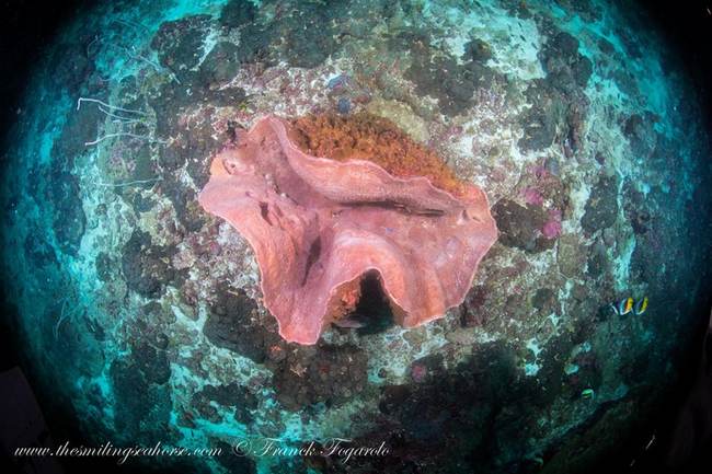 giant sponge barrel underwater diving wide angle