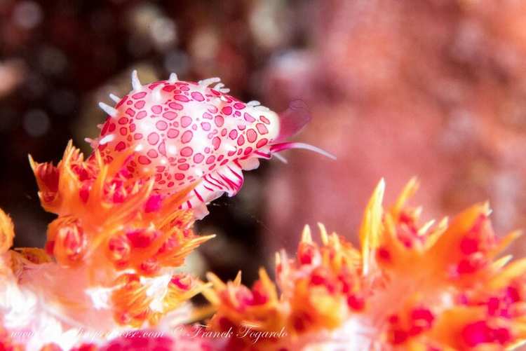 snail seaslug pink nudibranch