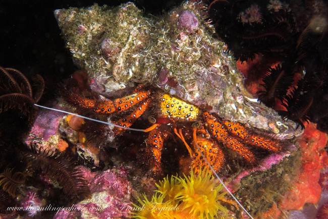 hermitcrab crustacean camouflage master nightdive andaman sea thailand 