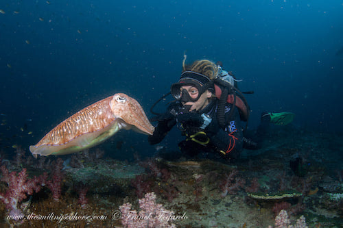 a diver hoovering next to a cuttlefish