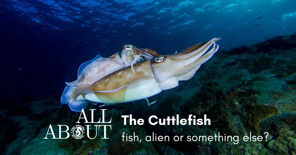 The cuttlefish : fish, alien or something else?