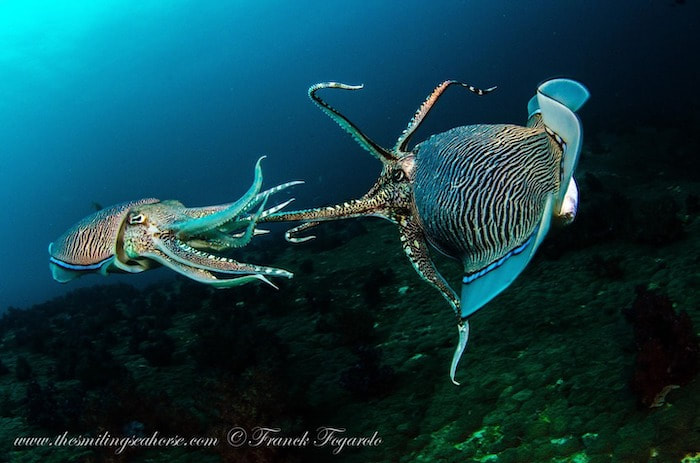 2 cuttlefish fighting in thailand