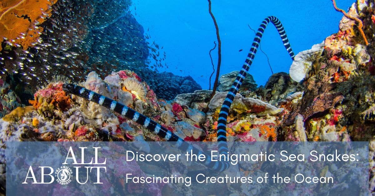 Discover the Enigmatic Sea Snakes: Fascinating Creatures of the Ocean
