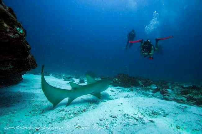 Dive with sharks is so exciting!