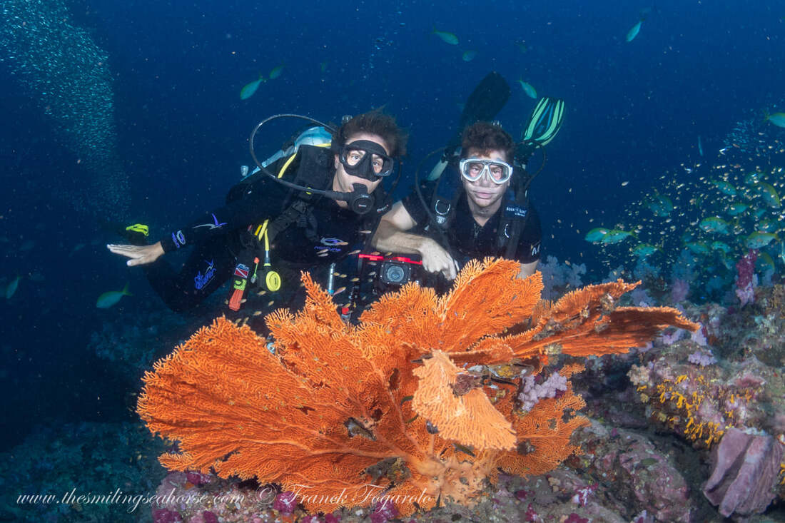 Divers and beautiful seafan in Thailand