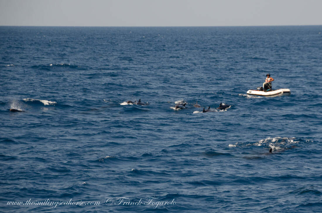 pilot whales in thailand