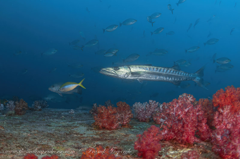 diving with a barracuda western rocky