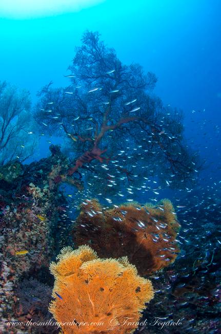Thailand underwater scenery 