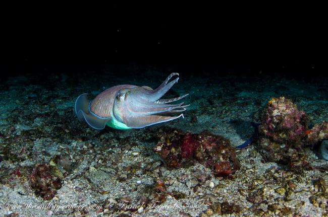 Cuttlefish in Thailand