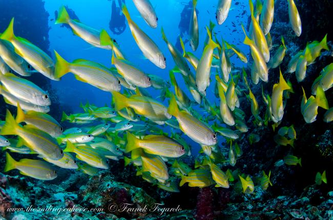 Yellow tail fishes in Thailand