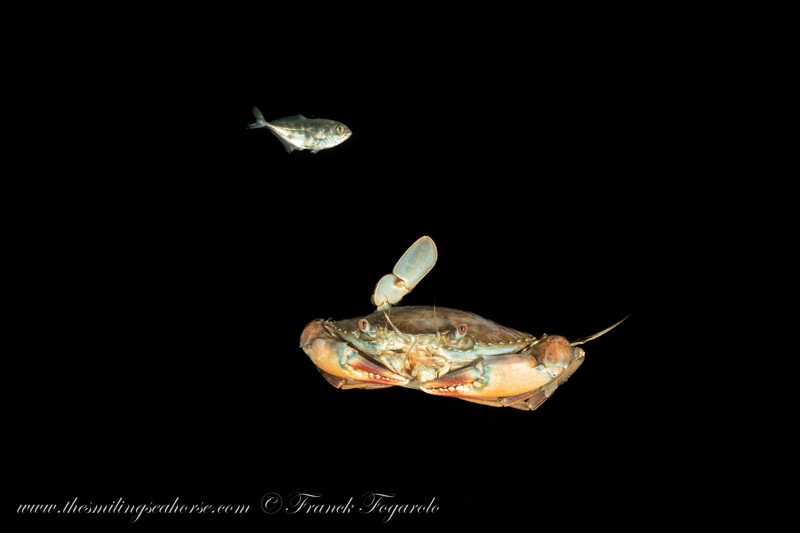 blackwater crab