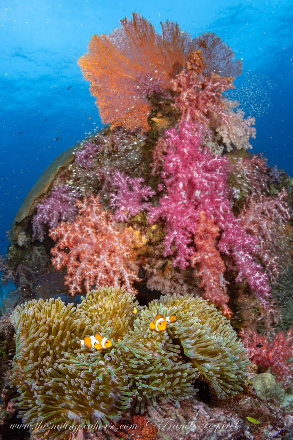 Clownfish on coral reef