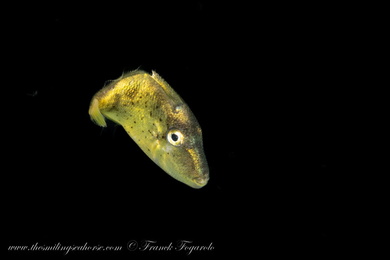 Baby emperor fish