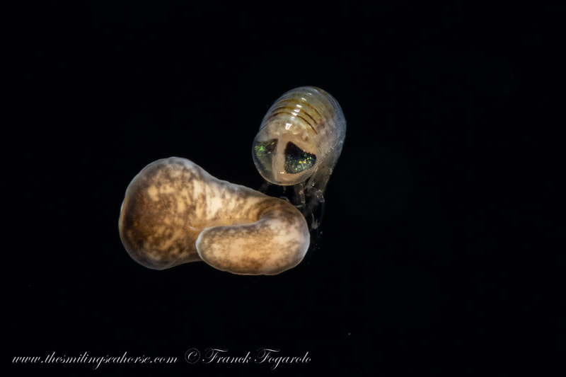 Larval Amphipod