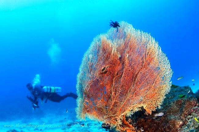 Giant Gorgonians coral in Thailand