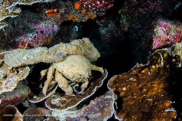 Bizarre sponge crab in Thailand