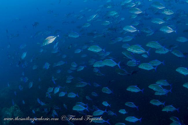 Awesome school of bluefin trevallies