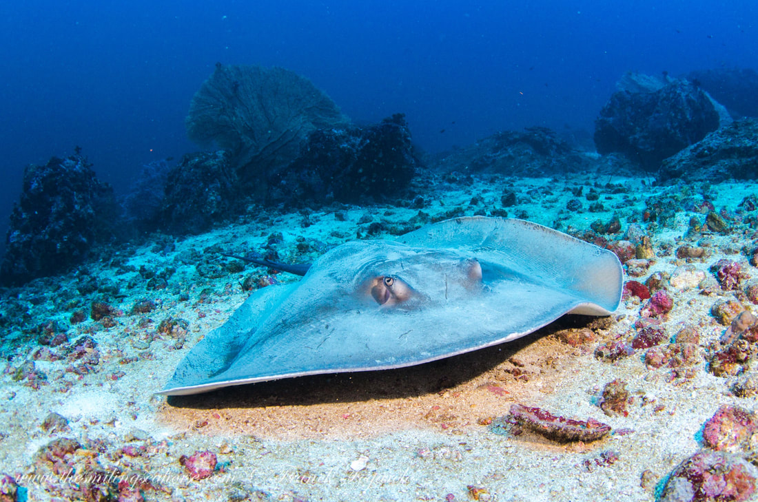 Andaman Sea pink whiptail ray