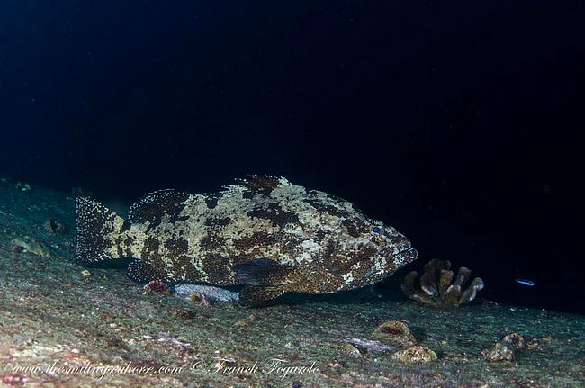 Giant grouper in Thailand
