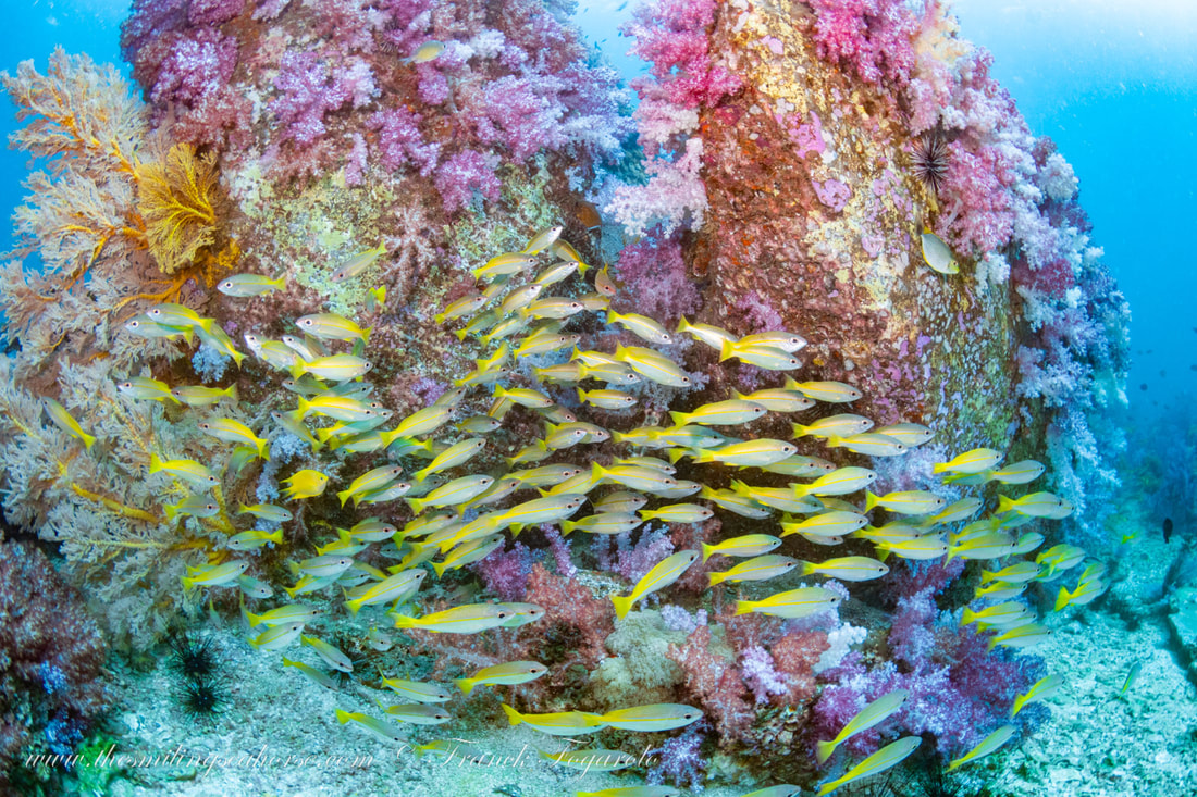 Stonehenge coral reef