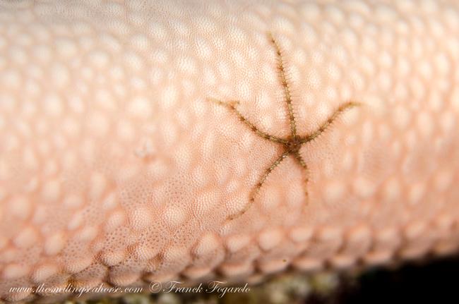 A tiny tiny starfish