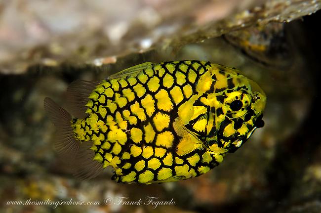 Pinecone or Pineapple fish