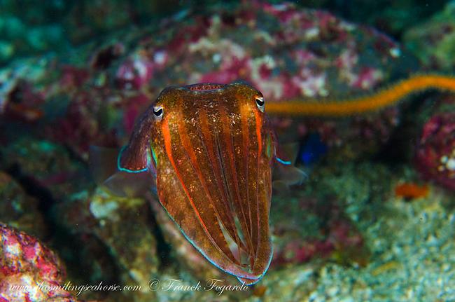 Cuttlefish smiling eyes 