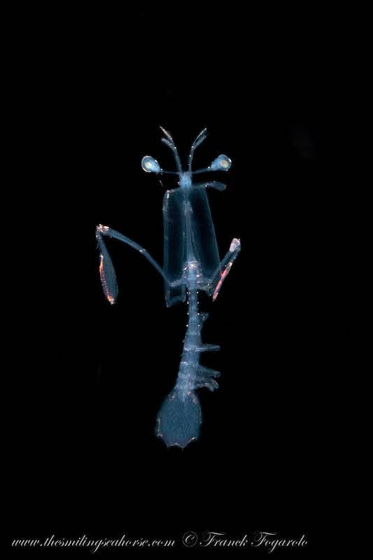 Blackwater diving, larval mantis shrimp