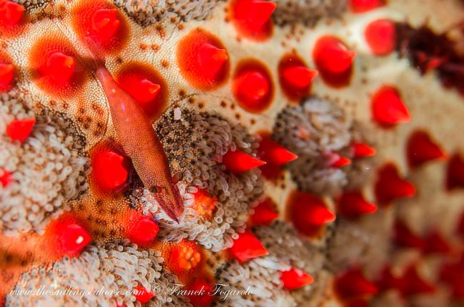 Emperor shrimp, macro photography