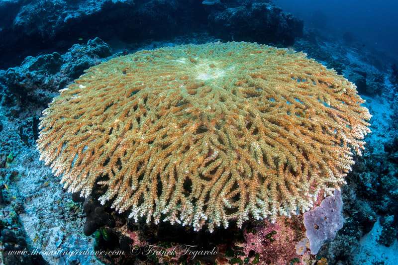 Wonderful coral