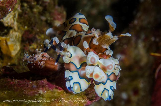 Harlequin shrimp with it's so little one...