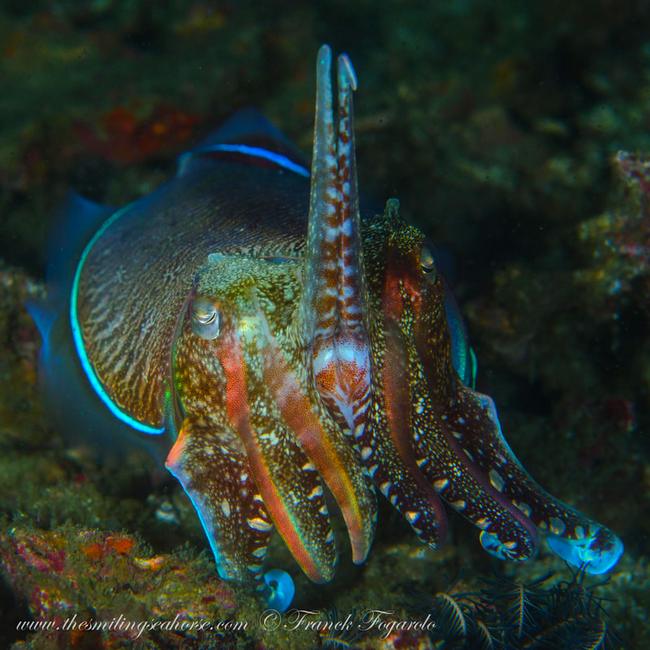 incredible cuttlefish facts