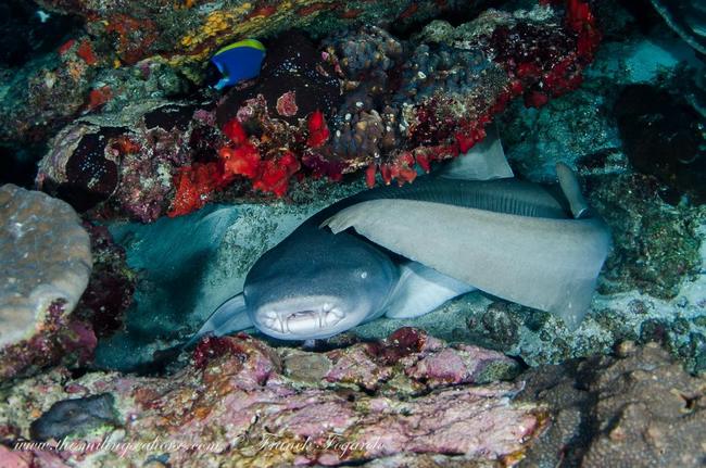 Nurse shark in coral reef
