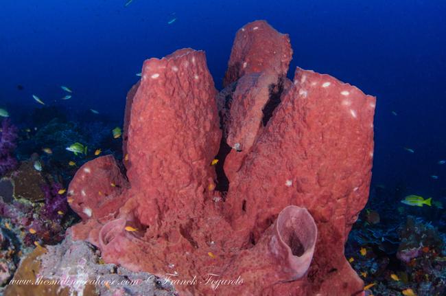 Huge red coral