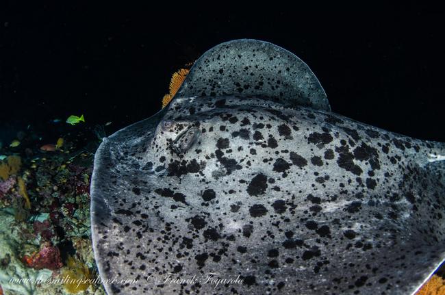 Black spotted giant marble ray