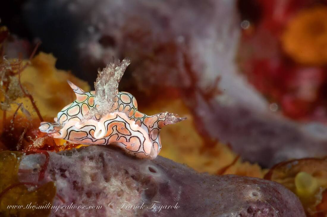 Psychedelic batwing slug nudibranchia