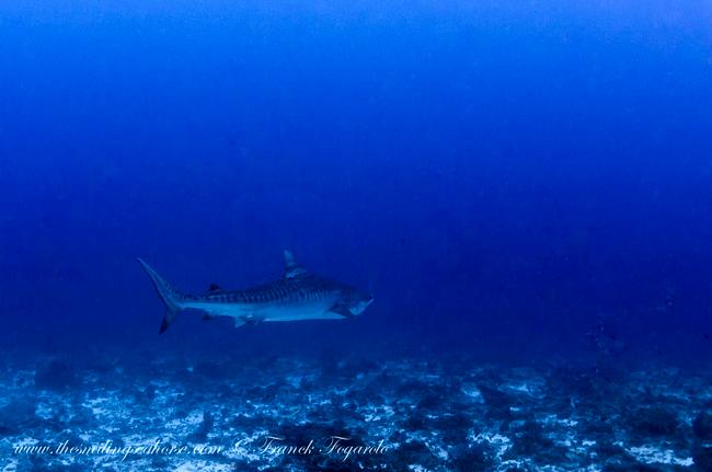 Tiger shark in Mergui Archipelago