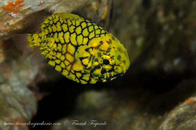 Pineapple fish, Cleidopus gloriamaris