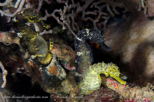A family of tiger tail seahorse